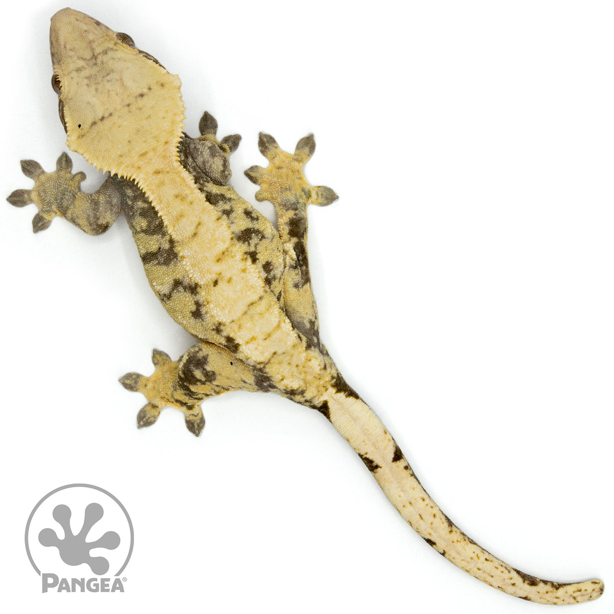 Female Extreme Crested Gecko Cr-1446 from above