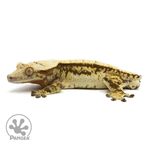 Male Tricolor Extreme Harlequin Crested Gecko Cr-1458 facing left