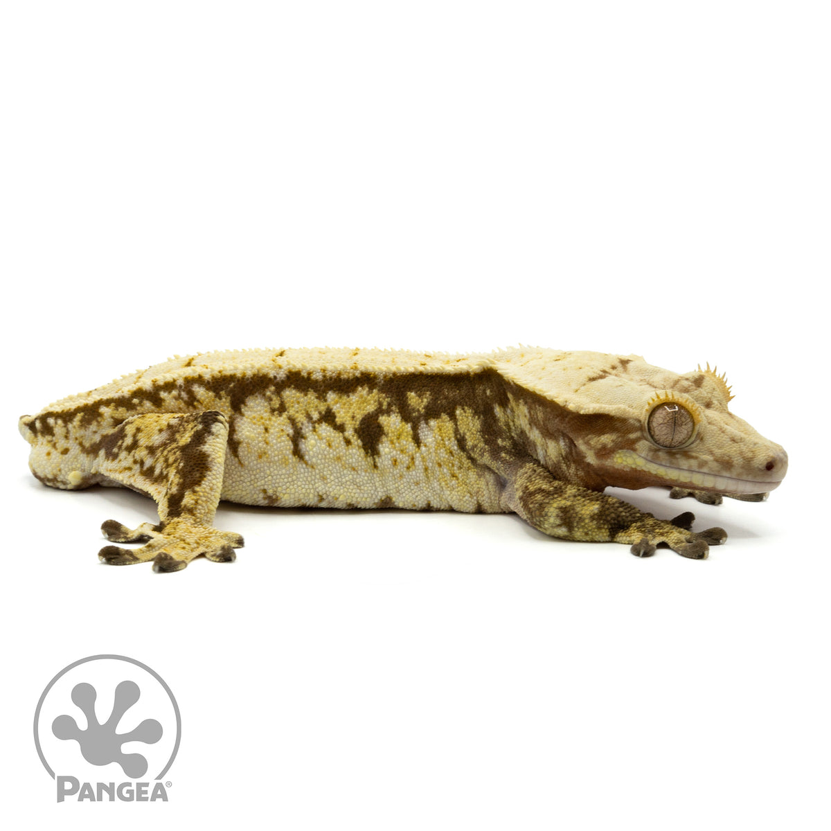 Male Tricolor Extreme Harlequin Crested Gecko Cr-1458 facing right