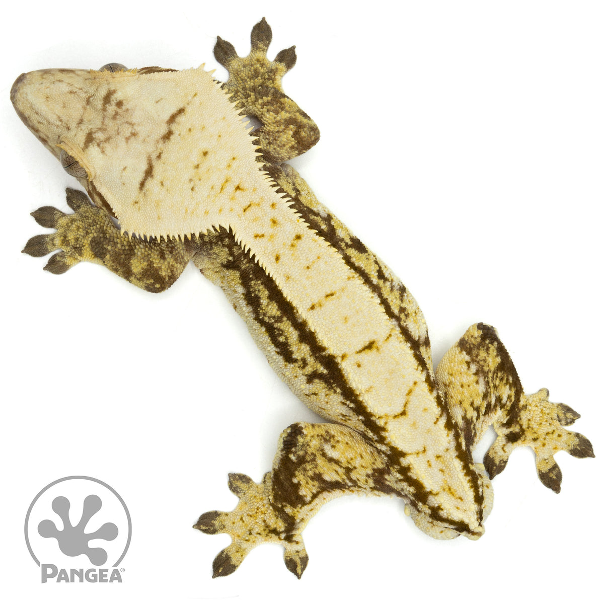 Male Tricolor Extreme Harlequin Crested Gecko Cr-1458 from above