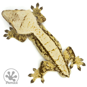 Male Tricolor Extreme Harlequin Crested Gecko Cr-1458 from above