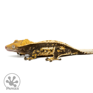 Female Quad Stripe Crested Gecko Cr-1459