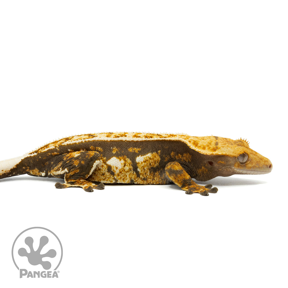 Female Tricolor Crested Gecko Cr-1461 facing right