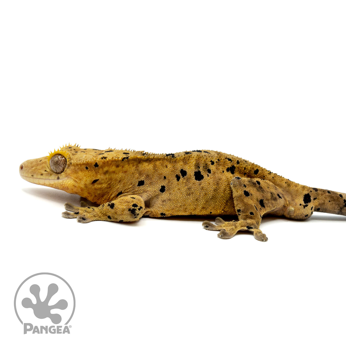 Male Super Dalmatian Crested Gecko Cr-1462 facing left