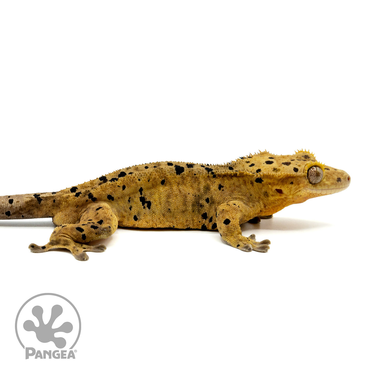 Male Super Dalmatian Crested Gecko Cr-1462 facing right