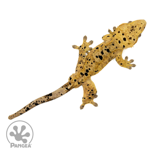 Male Super Dalmatian Crested Gecko Cr-1462