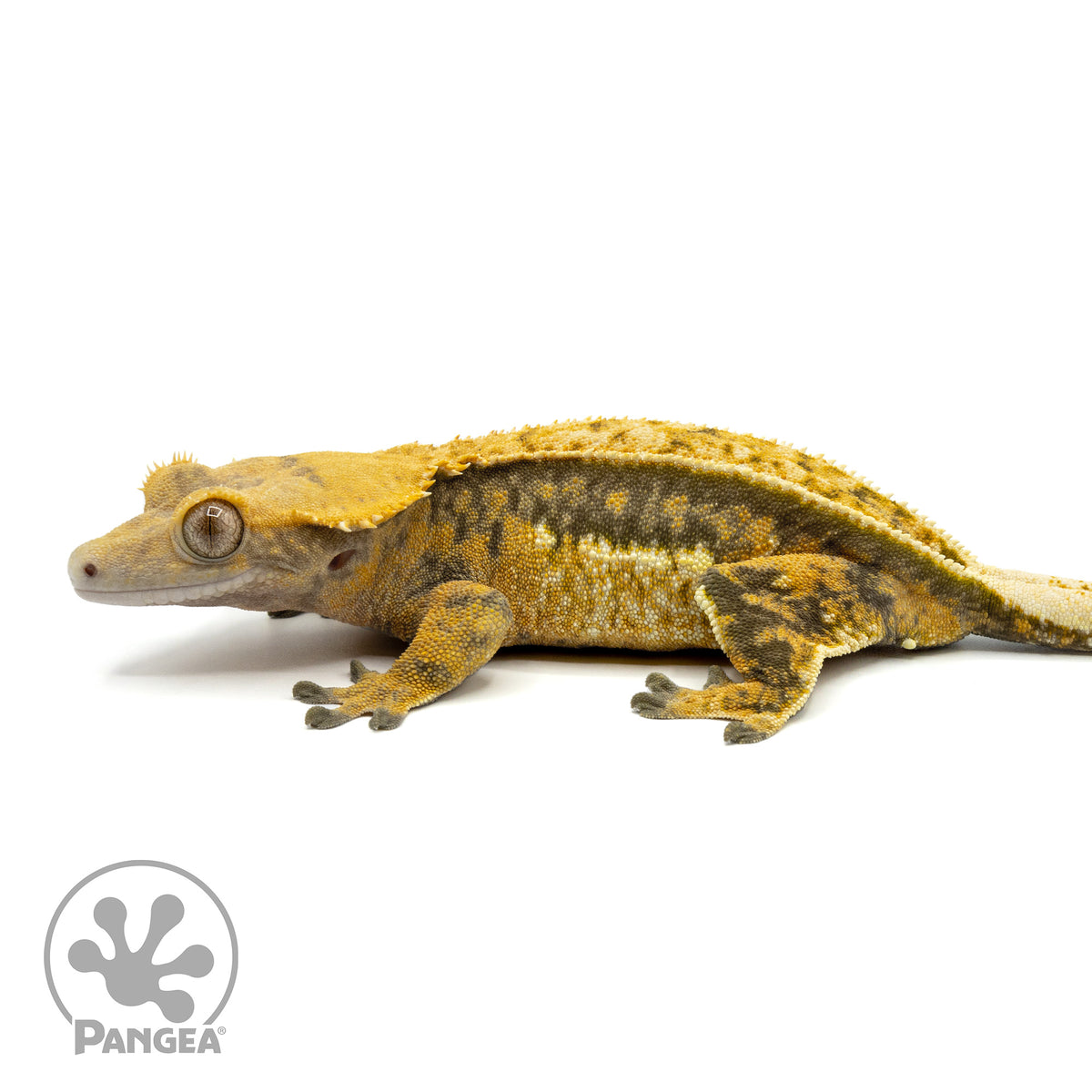 Female Tricolor Quadstripe Crested Gecko Cr-1465 facing left