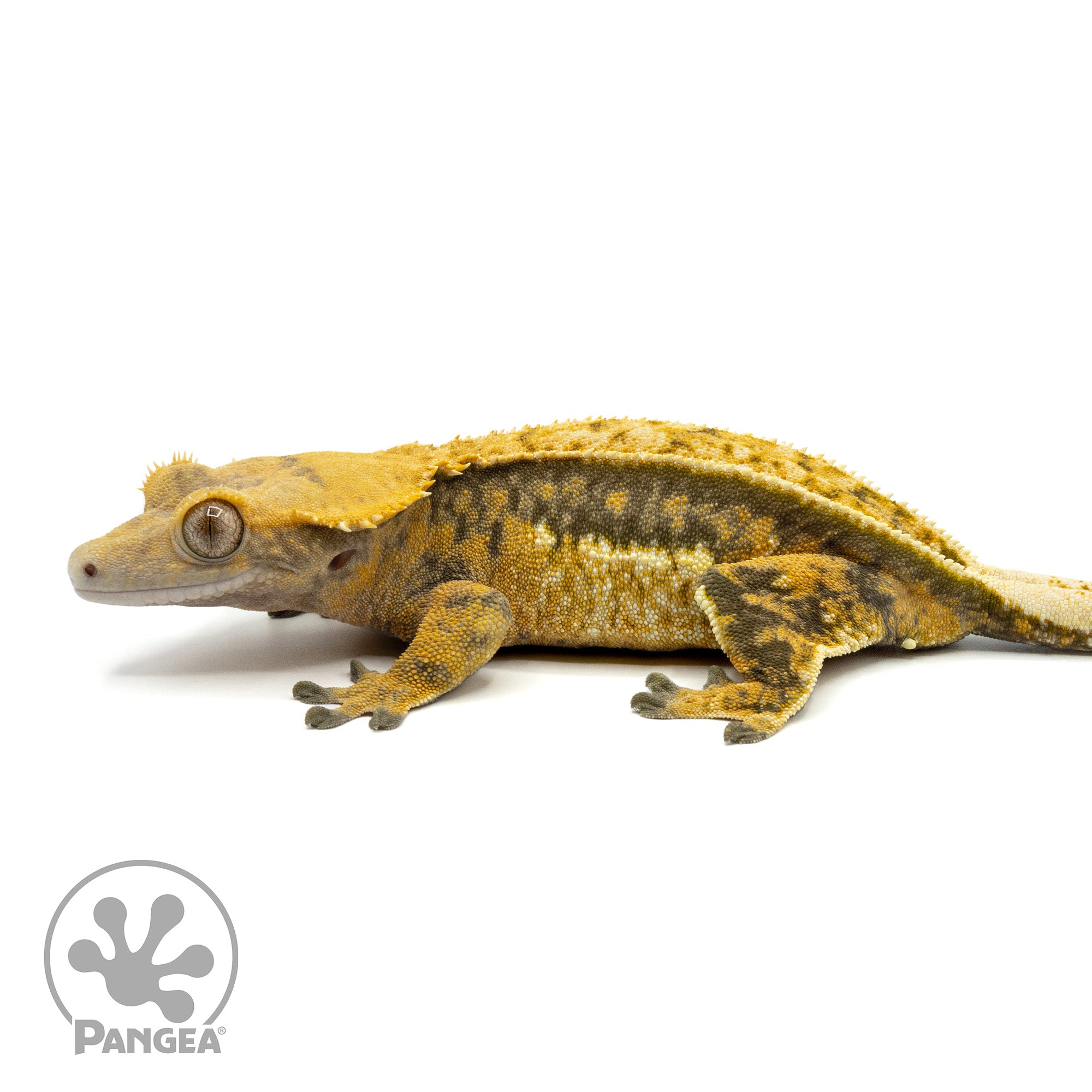 Female Tricolor Quadstripe Crested Gecko Cr-1465 facing left