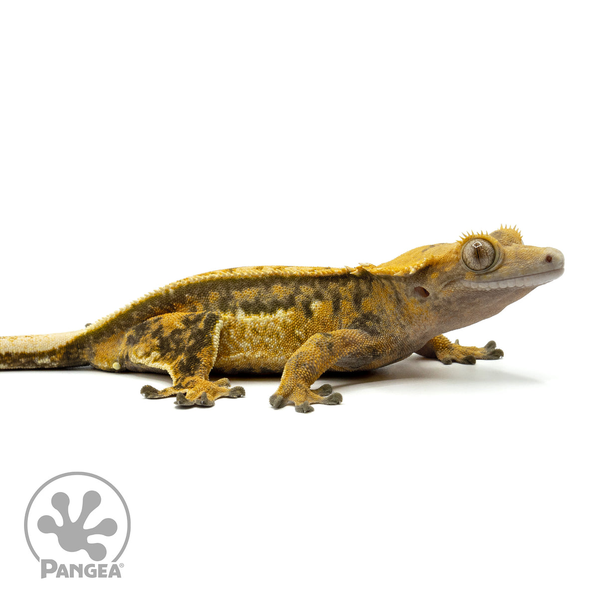 Female Tricolor Quadstripe Crested Gecko Cr-1465 facing right