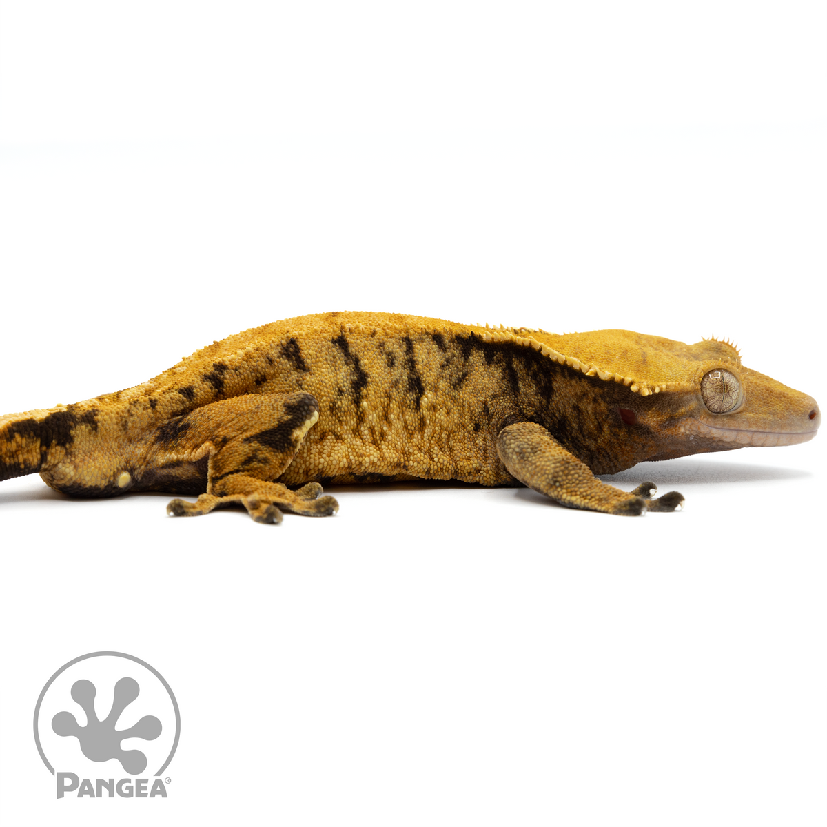  Cr-1472 Facing Right