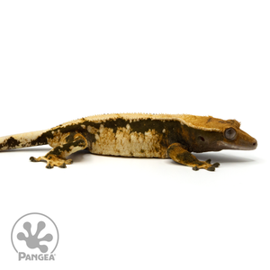 Female White Wall Tricolor Crested Gecko Cr-1478