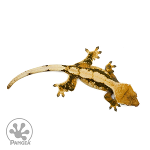 Female White Wall Tricolor Crested Gecko Cr-1478