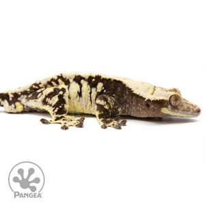 Male Extreme Harlequin Crested Gecko Cr-1490 looking right
