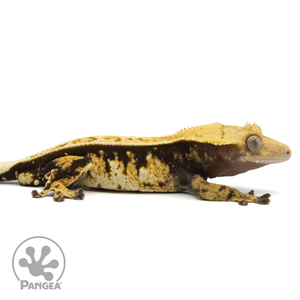Male Tricolor Pinstripe Crested Gecko Cr-1491 facing right