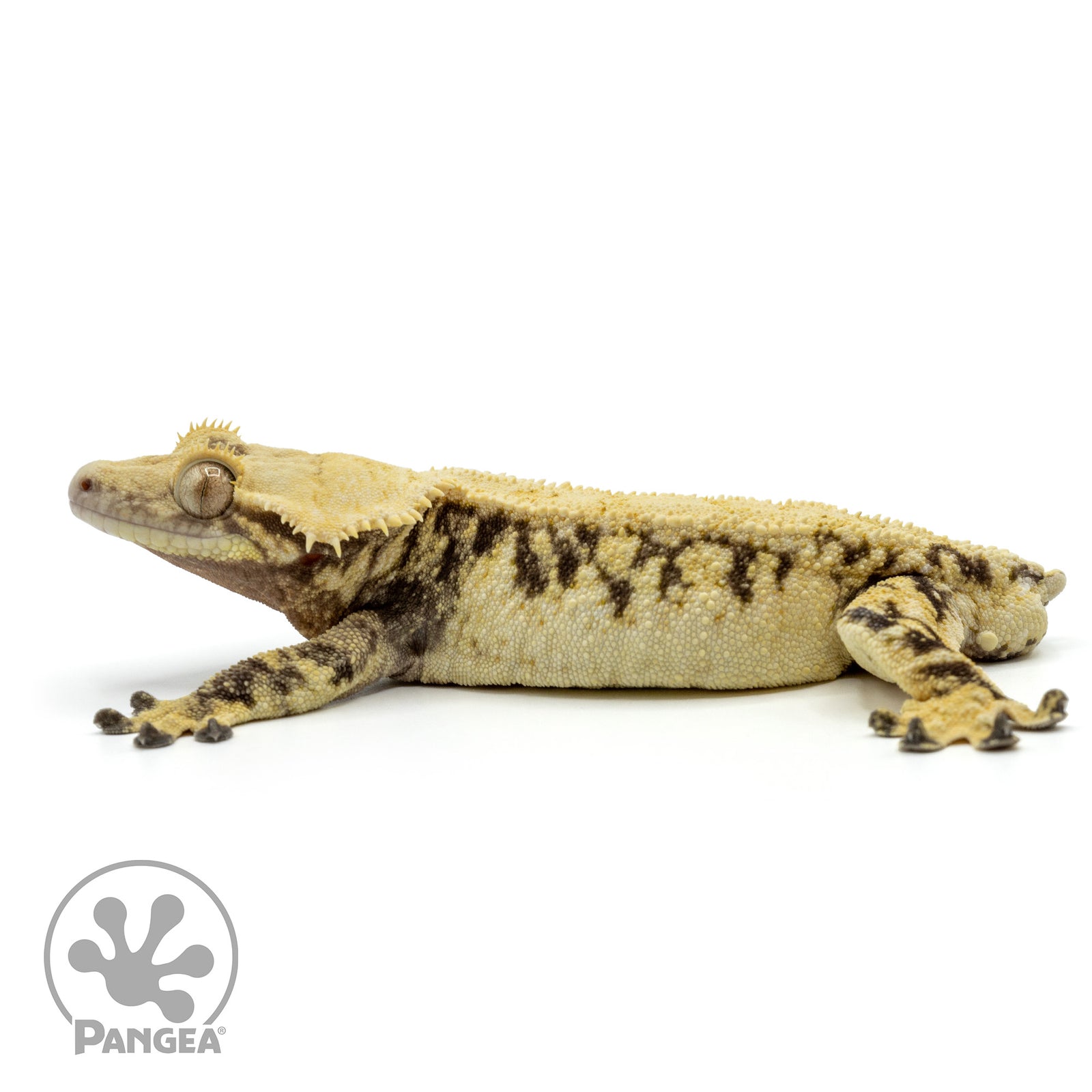 Male Extreme Harlequin Crested Gecko Cr-1495 facing left