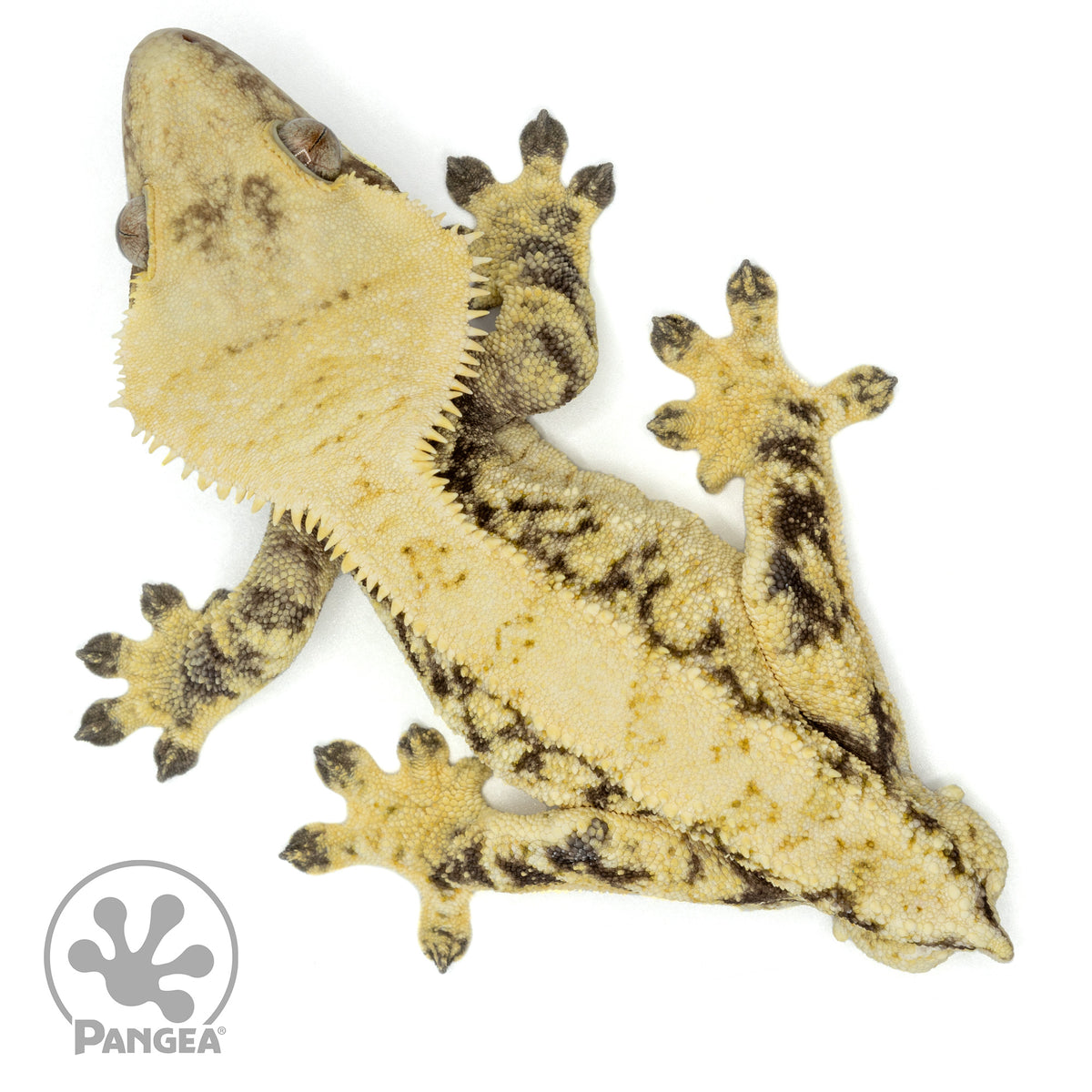 Male Extreme Harlequin Crested Gecko Cr-1495 from above