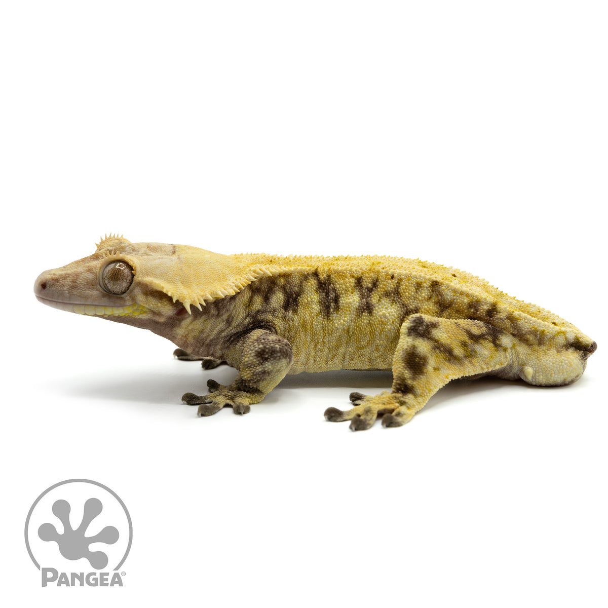 Male Extreme Harlequin Crested Gecko Cr-1499 facing left