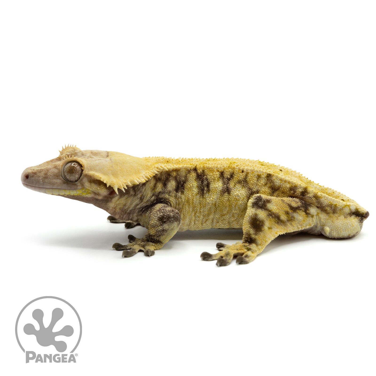 Male Extreme Harlequin Crested Gecko Cr-1499 facing left