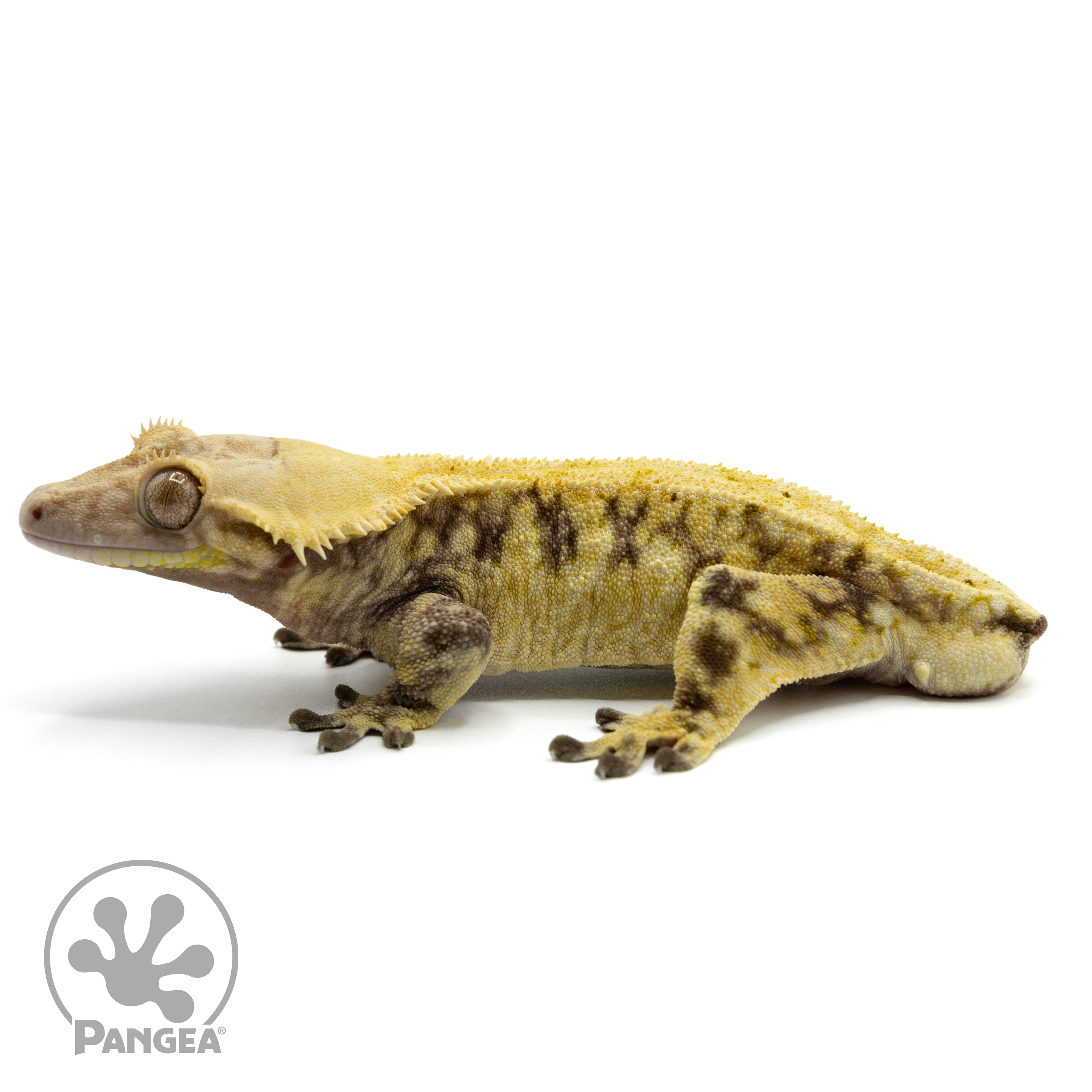 Male Extreme Crested Gecko Pangea Reptile Cr 1499 Pangea