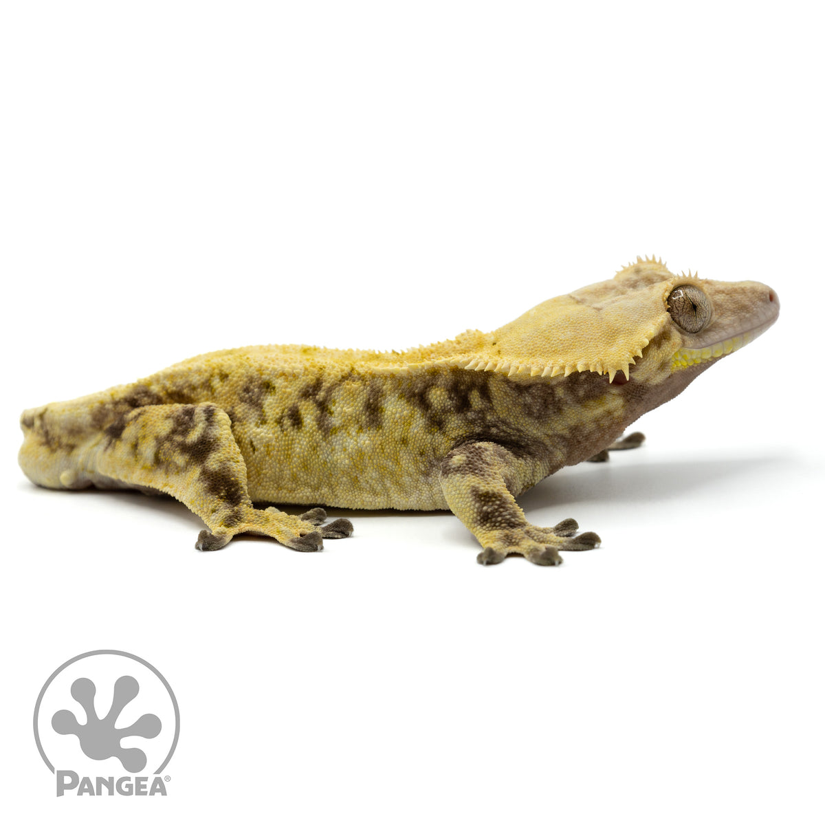 Male Extreme Harlequin Crested Gecko Cr-1499 facing right