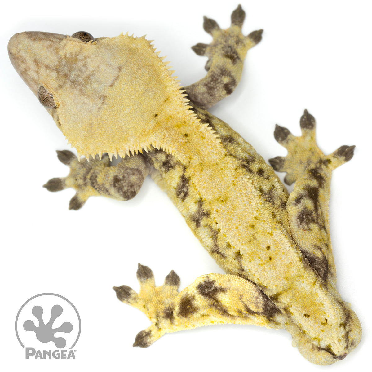 Male Extreme Harlequin Crested Gecko Cr-1499 from above