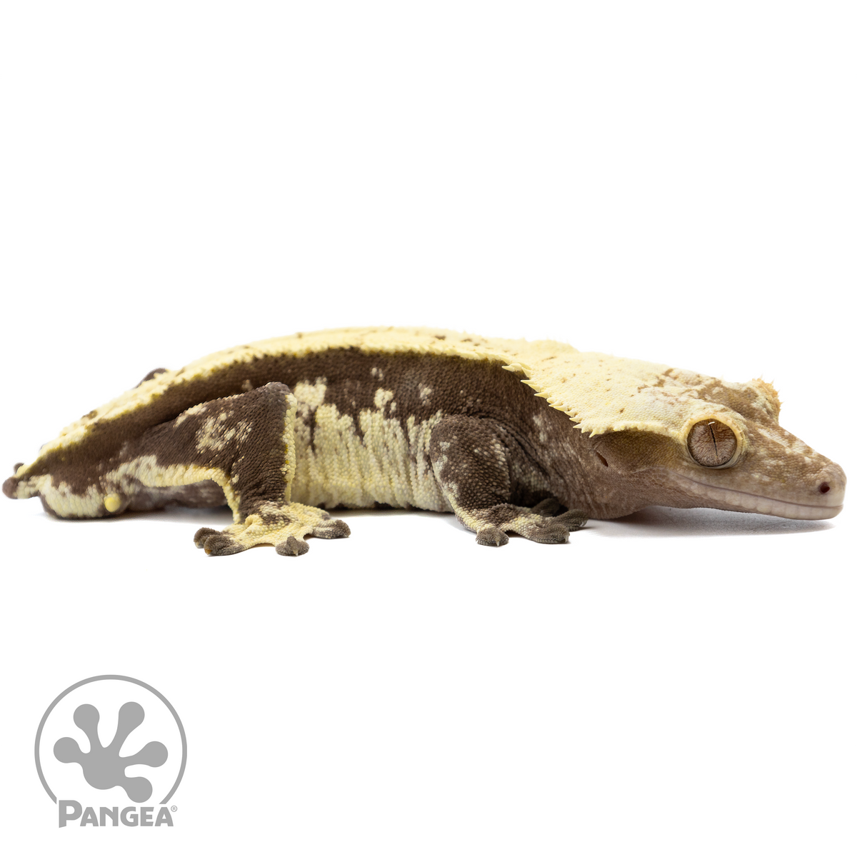 CR-1500 Facing Right