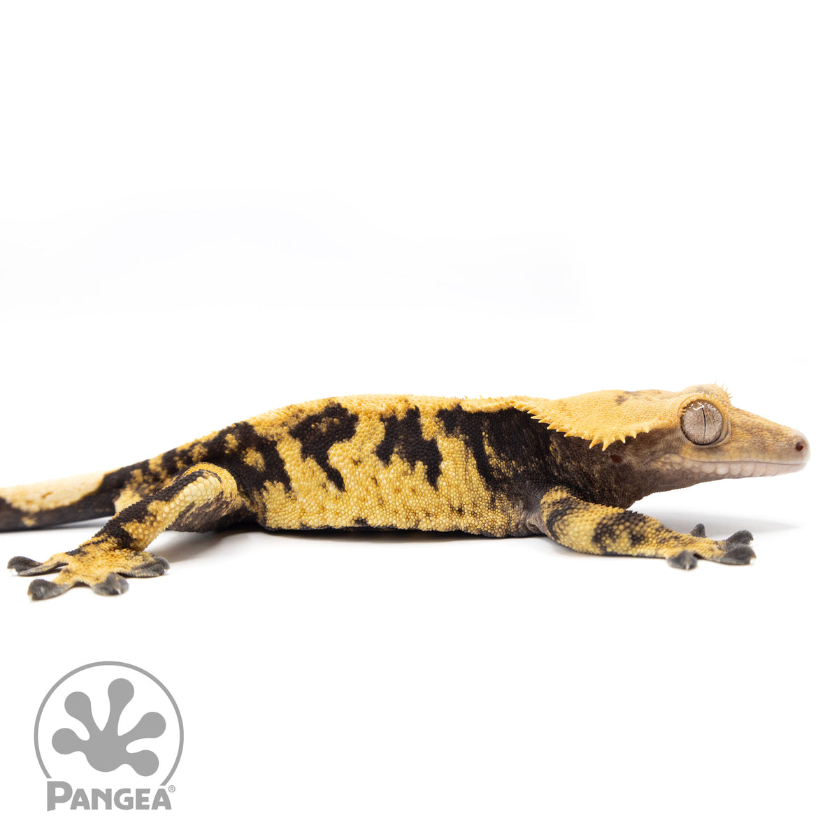 Cr-1504 facing right