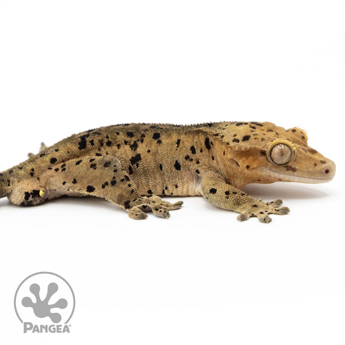 CR-1509 Facing Right