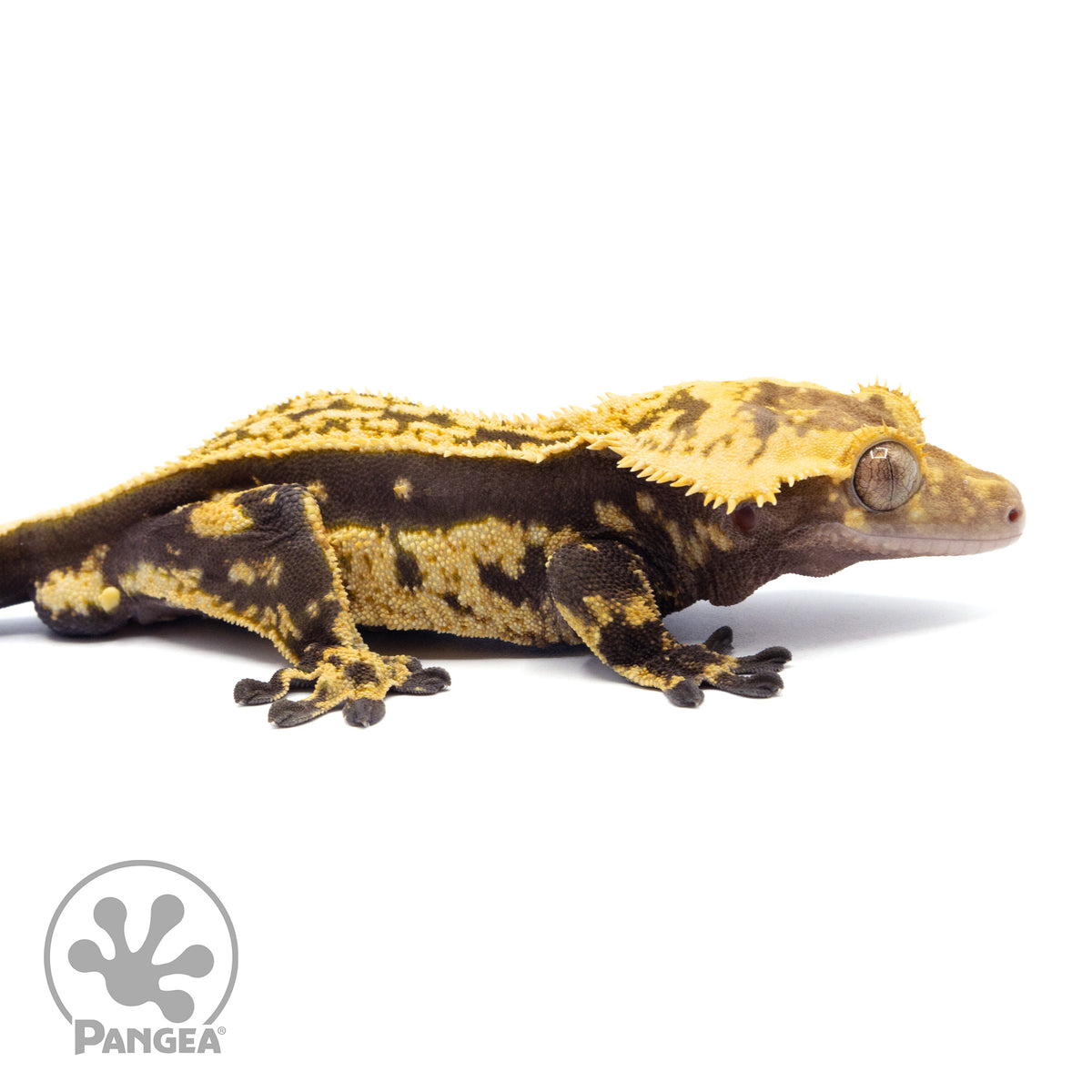 Male Quadstripe Crested Gecko Cr-1520 facing right