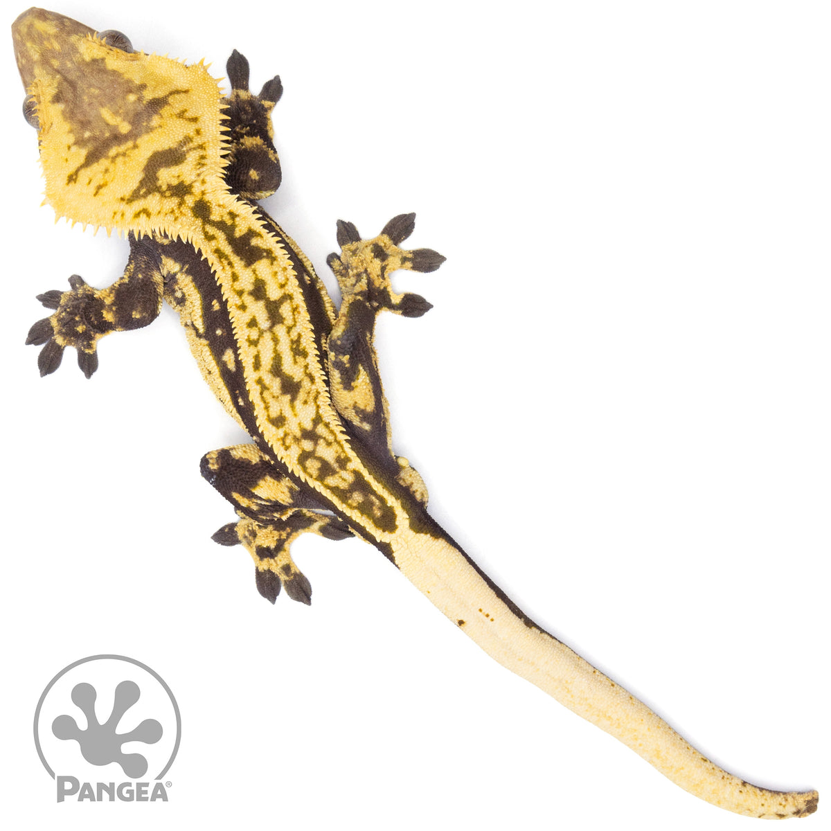 Male Quadstripe Crested Gecko Cr-1520 from above