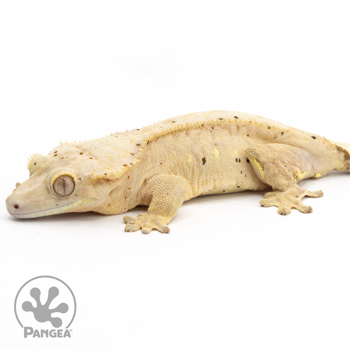 Female Confetti Crested Gecko Pangea Reptile Cr1522 Pangea