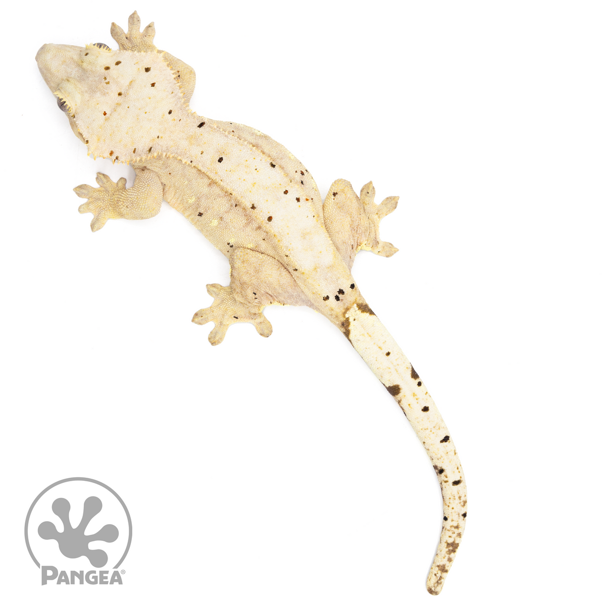 Female Confetti Crested Gecko Pangea Reptile Cr1522 Pangea
