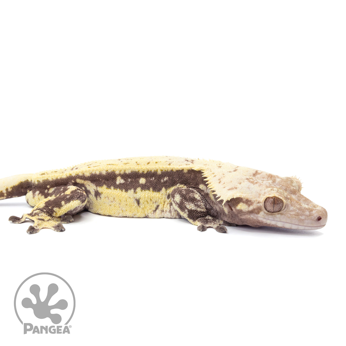 Cr-1527 facing right