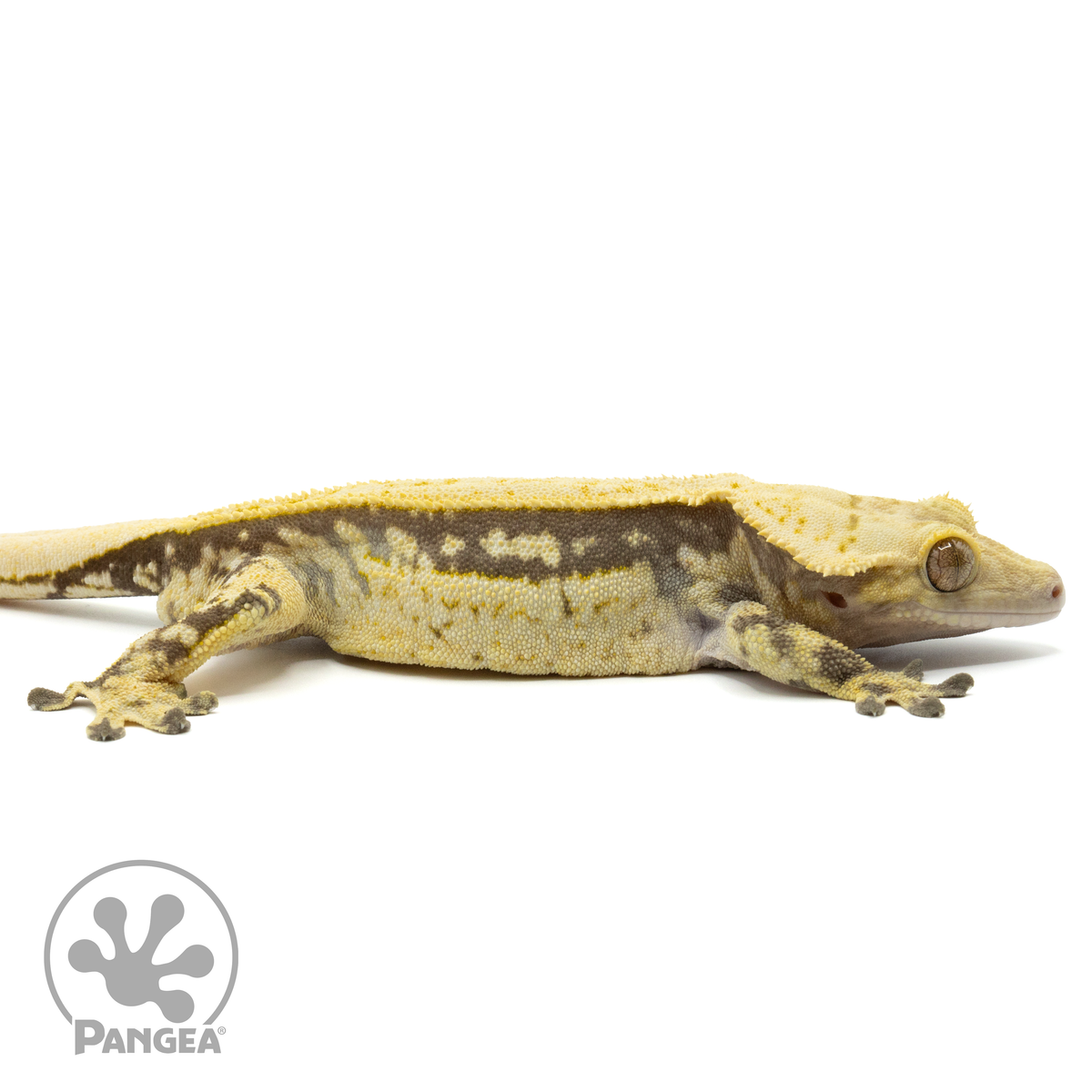 Cr-1535 Facing Right