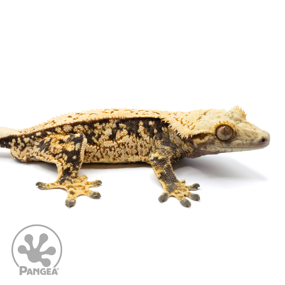 Cr-1577 facing right