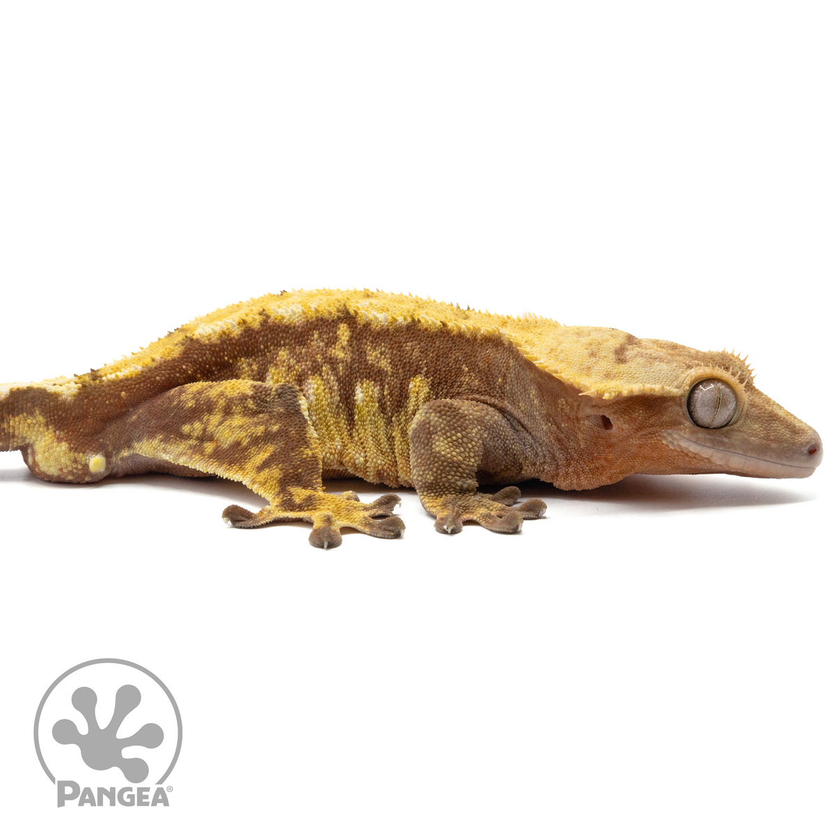 Cr-1591 facing right