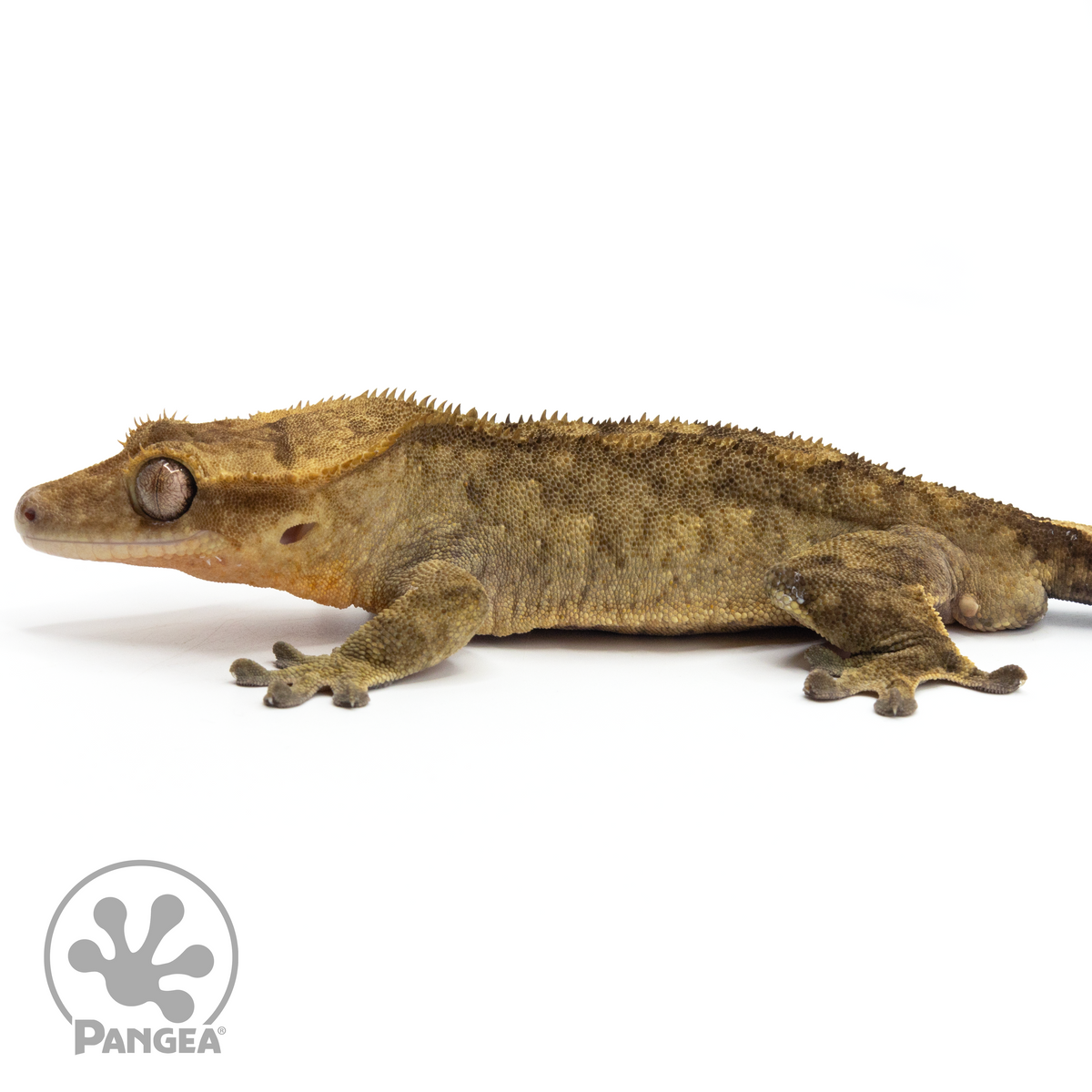 Misting system 2024 for crested gecko