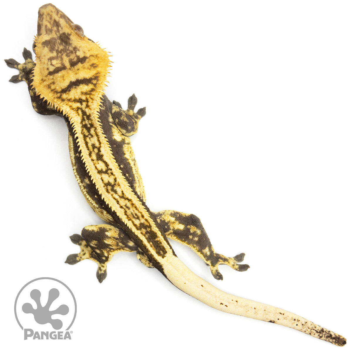 Male Quadstripe Crested Gecko Cr-1628
