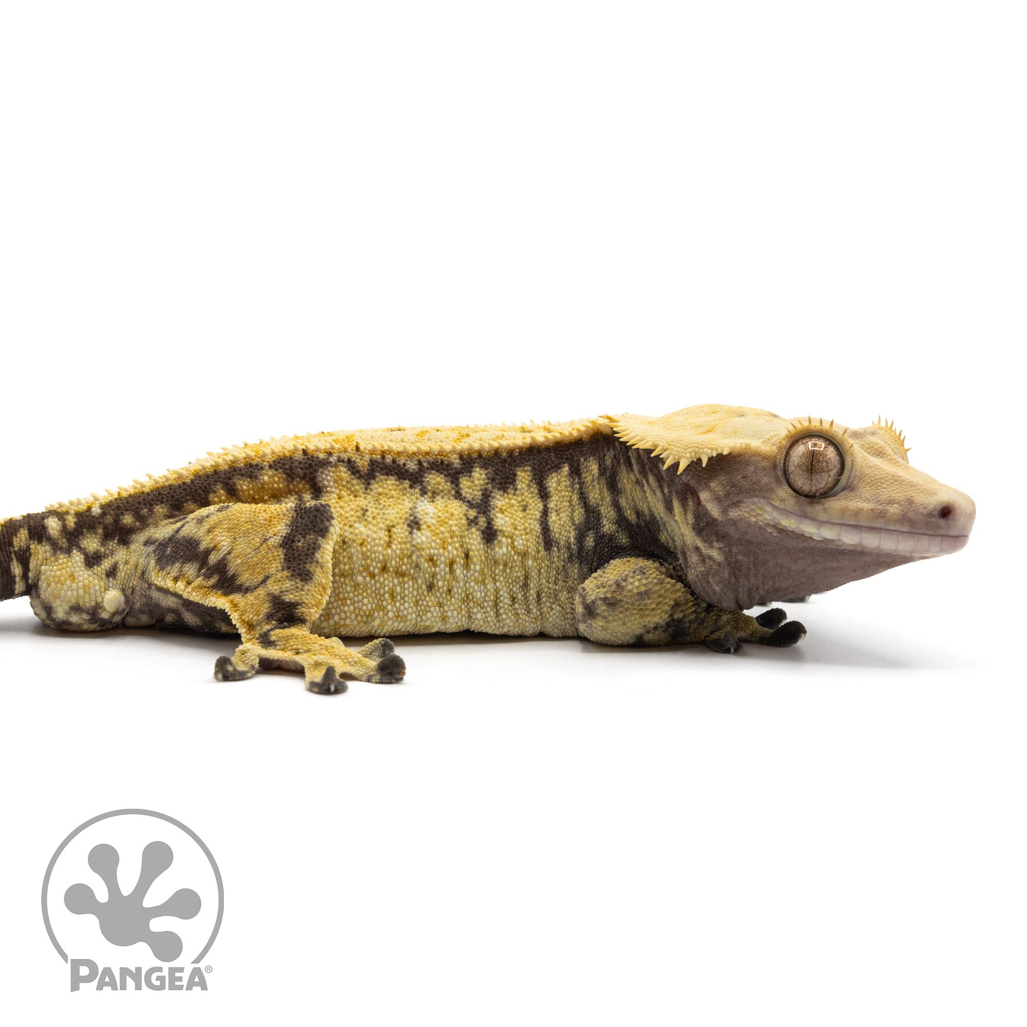 aglaonema crested gecko Male Extreme Harlequin Crested Gecko | Pangea Reptile | Cr-1658