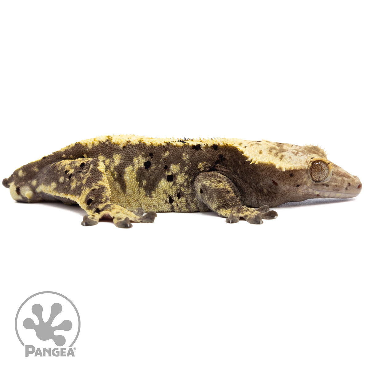 Cr-1703 facing right