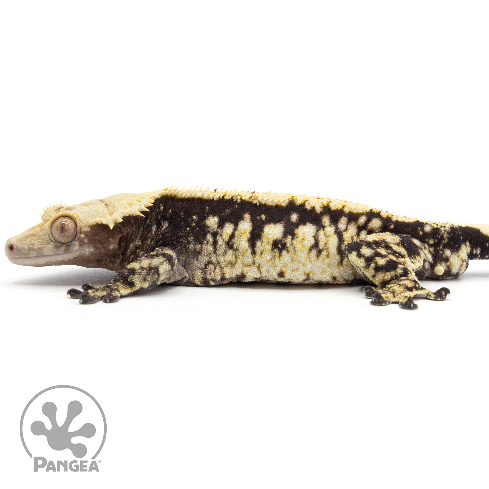 Male Extreme Harlequin Crested Gecko Cr-1706