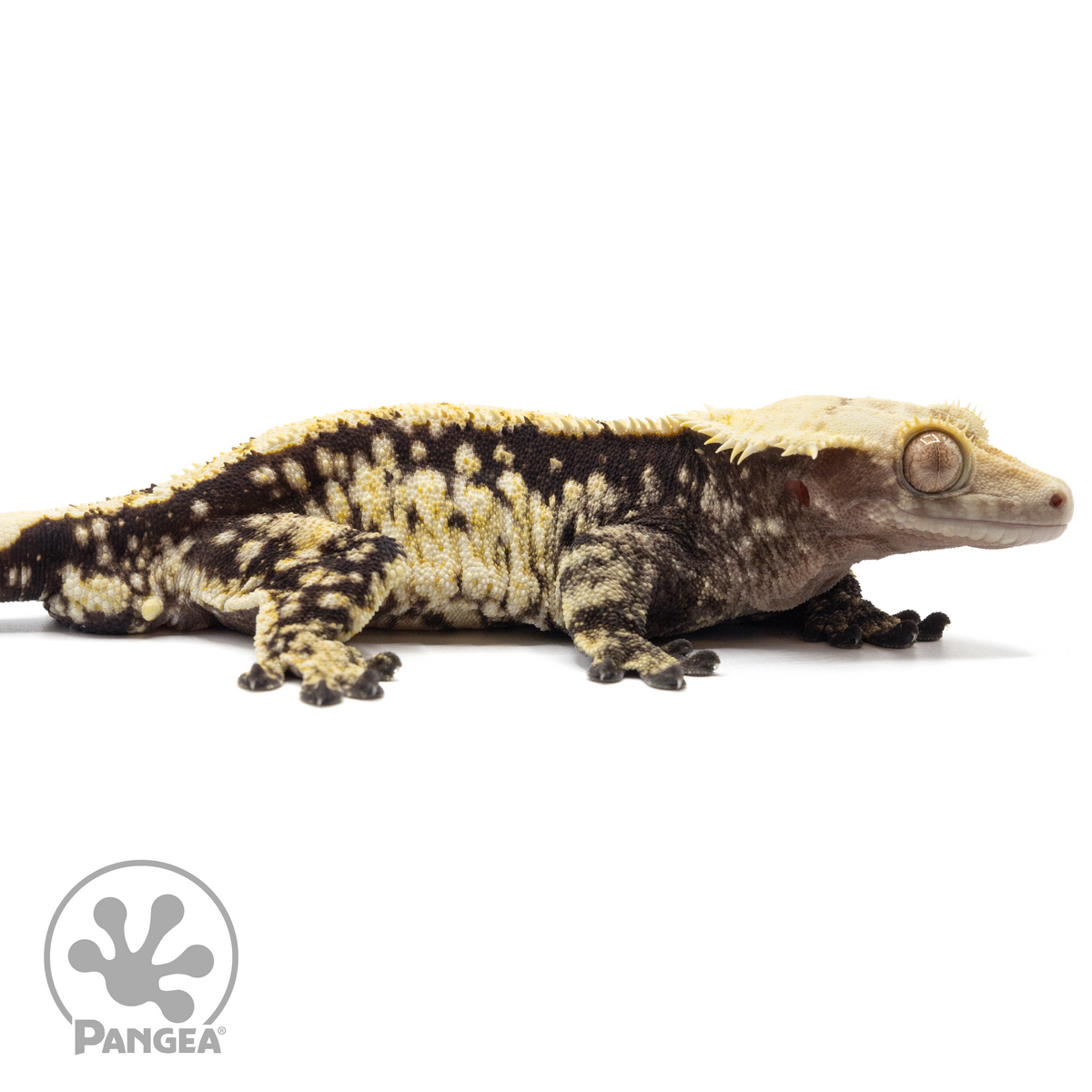 Male Extreme Harlequin Crested Gecko Cr-1706