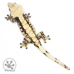 Male Extreme Harlequin Crested Gecko Cr-1706
