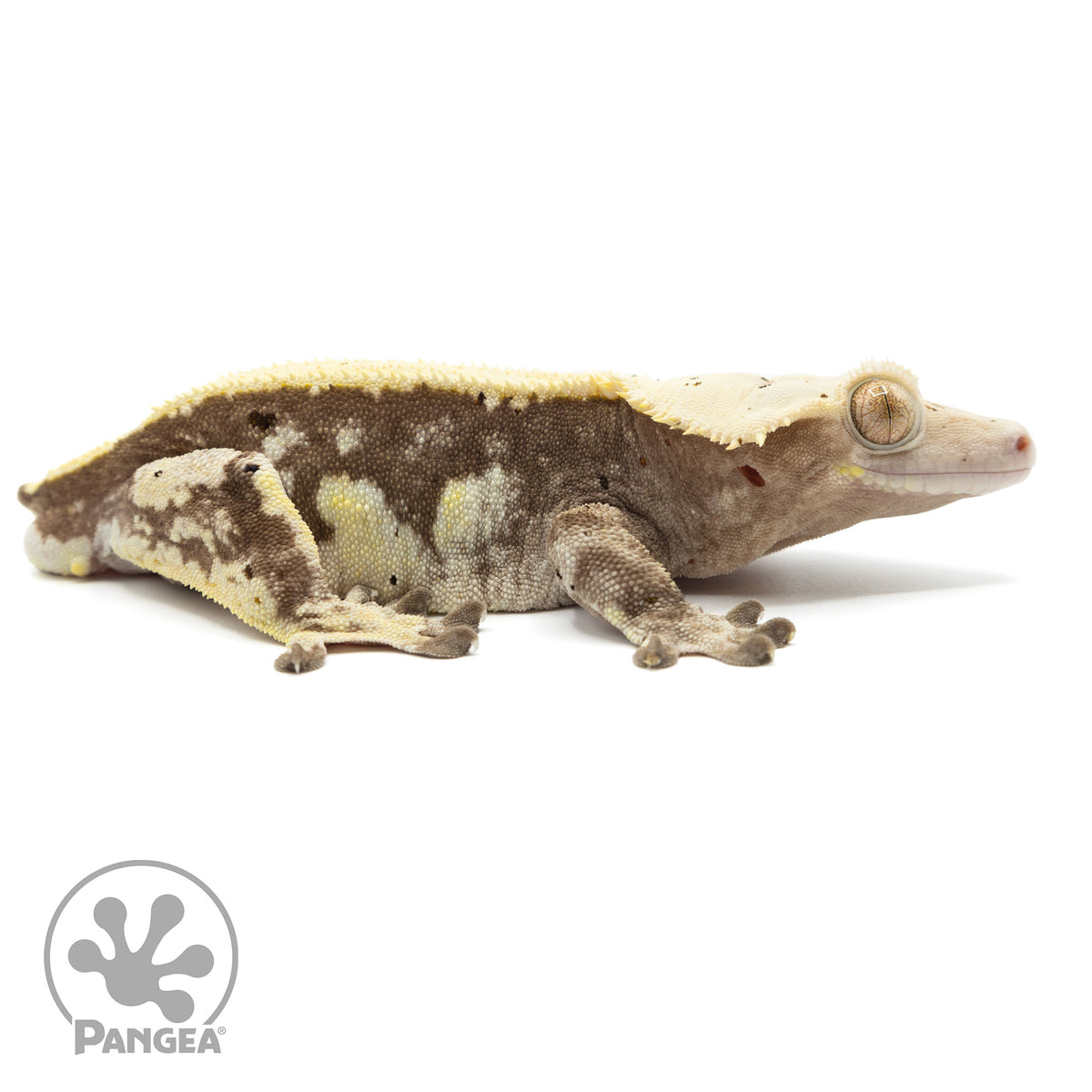 Cr-1724 facing right