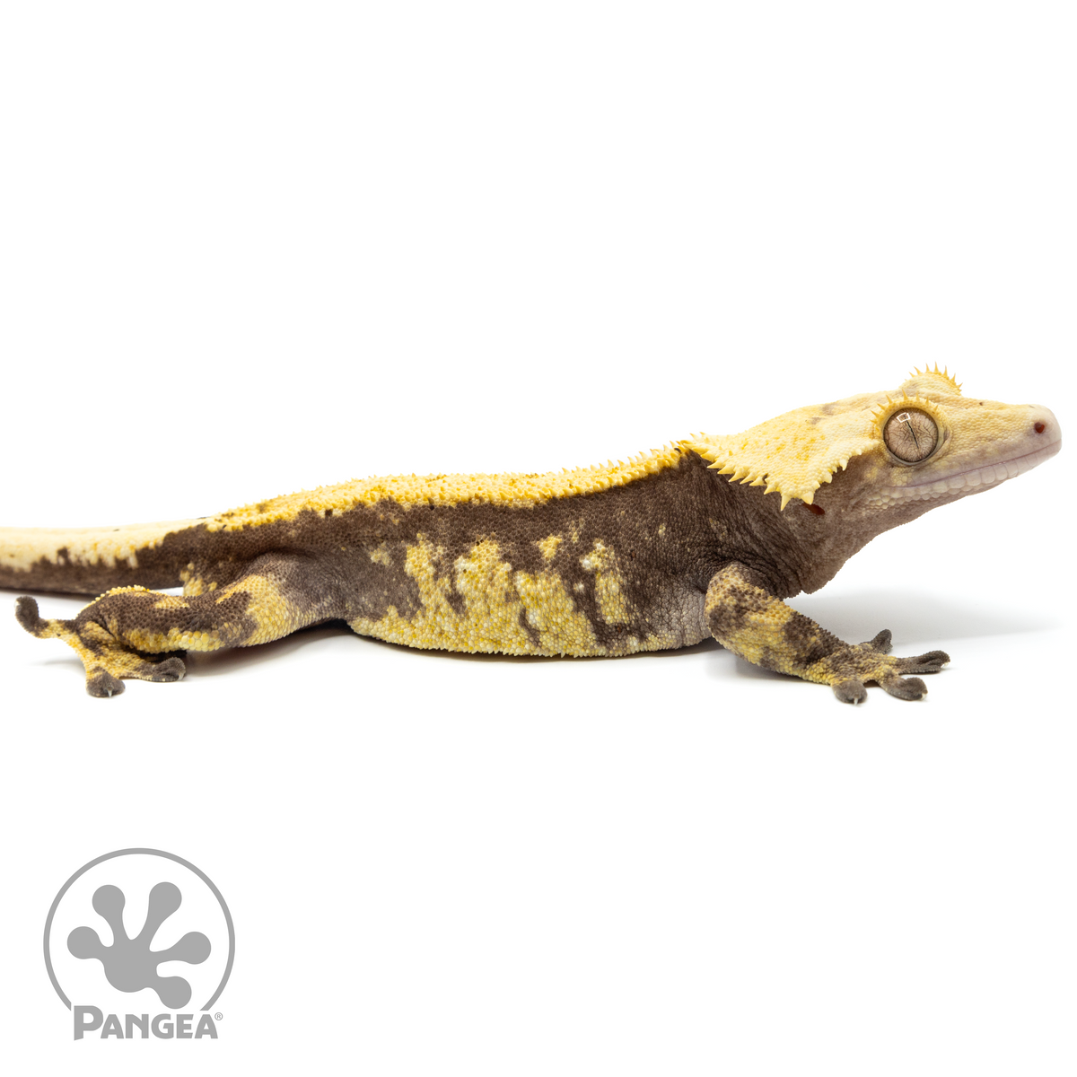 Cr-1732 facing right