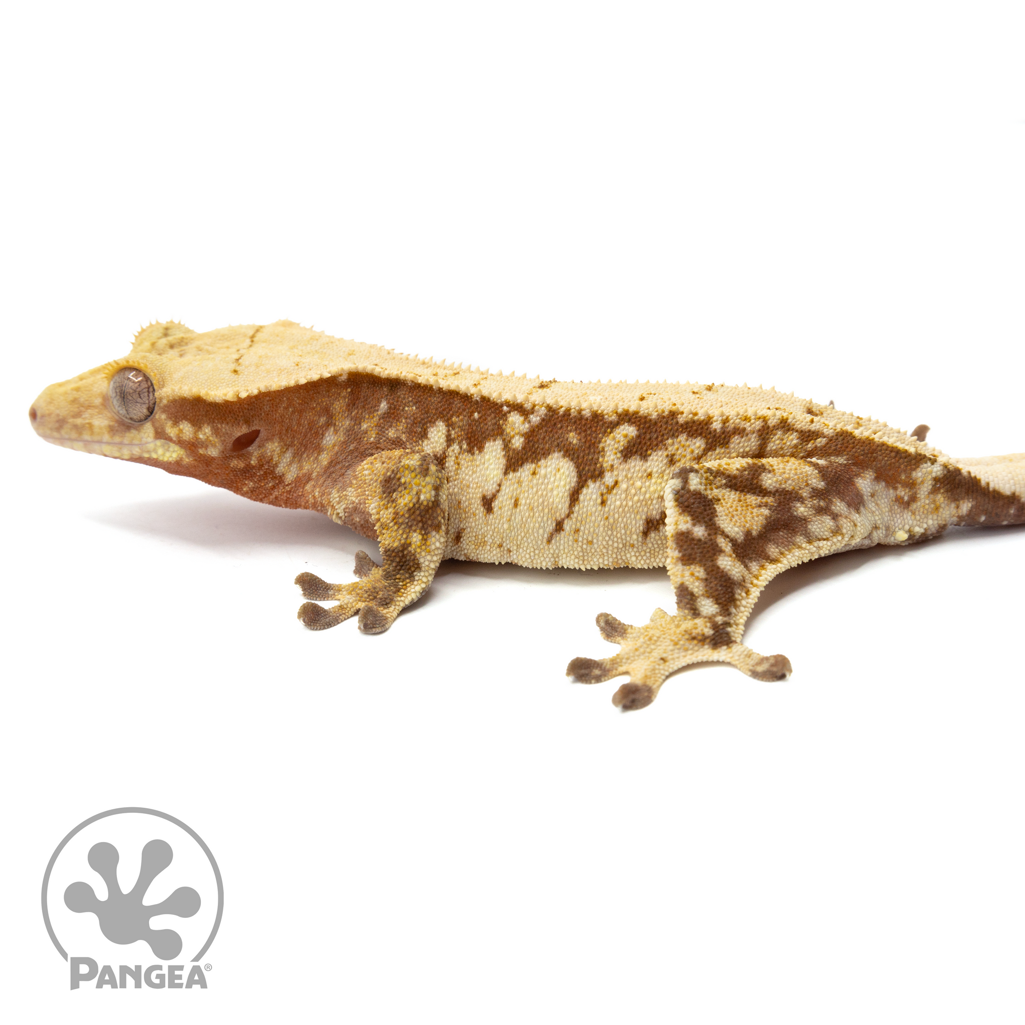 Female Extreme Harlequin Crested Gecko Cr-1752