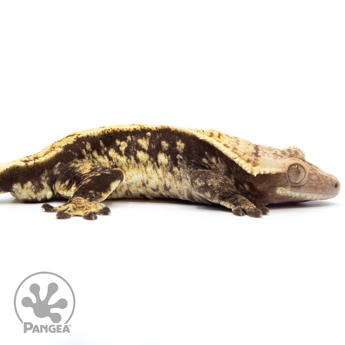 Cr-1761 facing right