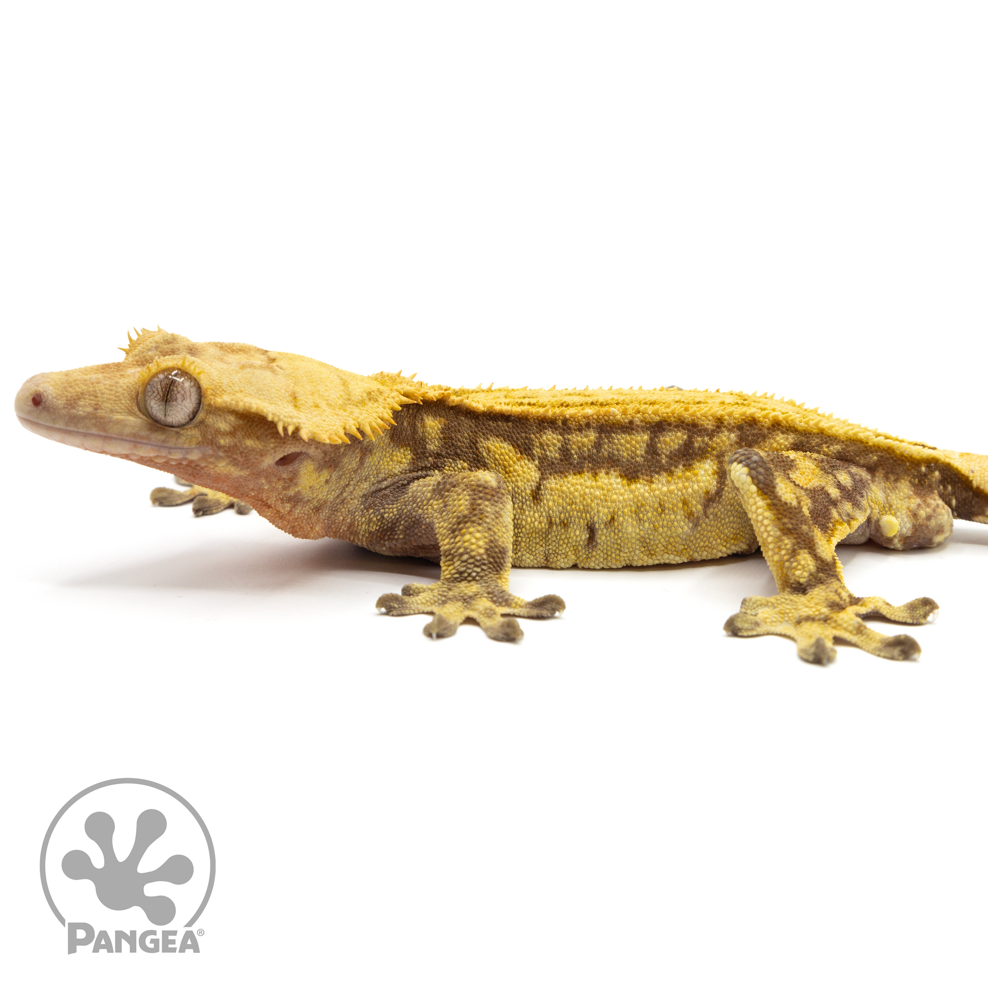 Male Red Pinstripe Crested Gecko Cr-1763