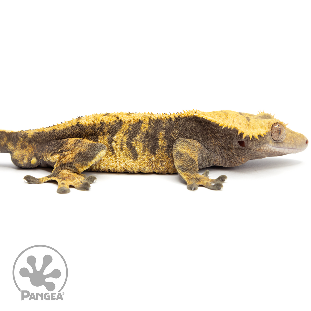 Cr-1764 facing right