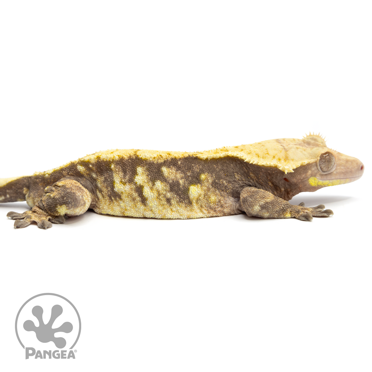 Cr-1767 facing right